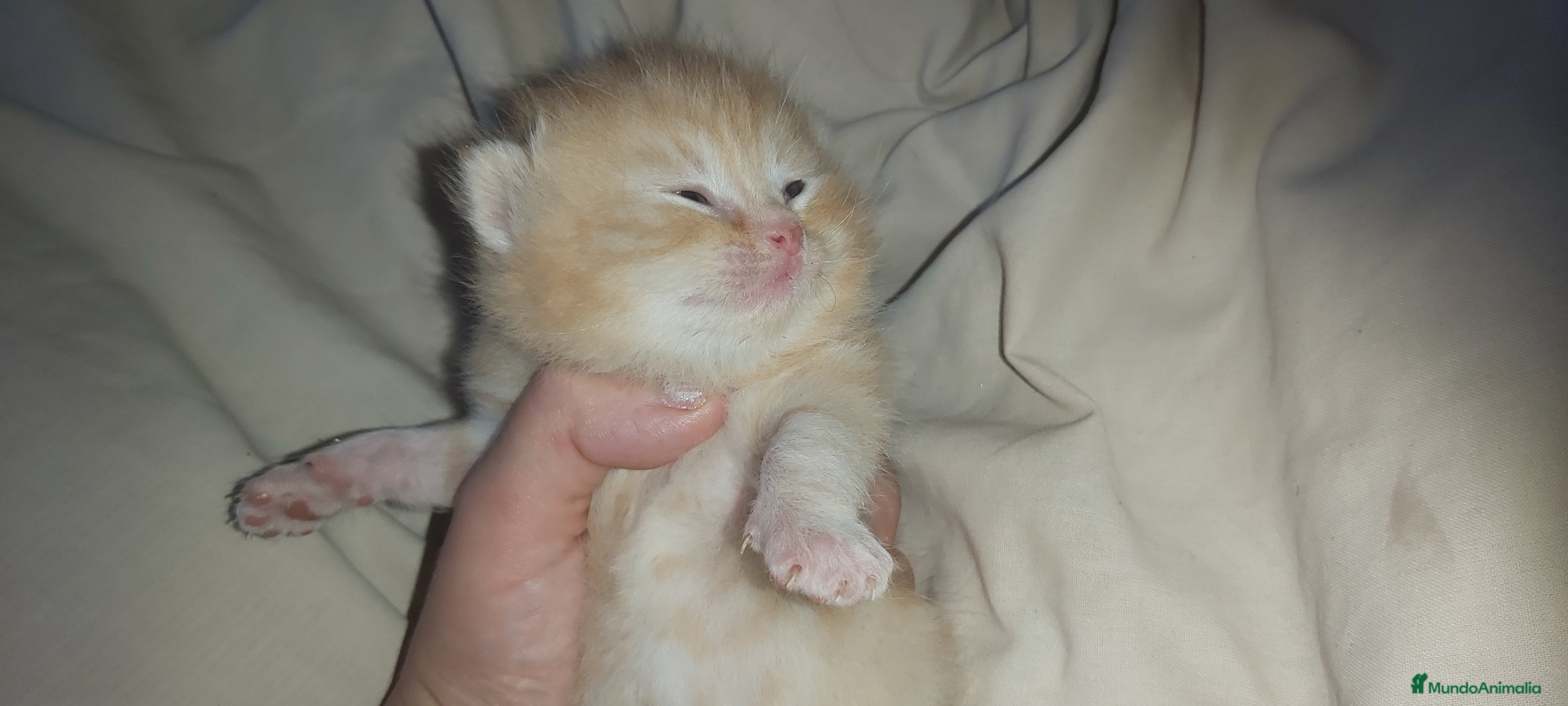 Británico de Pelo Corto gatos British shorthair gran calidad - Anuncio 2