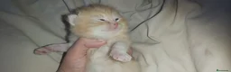 Británico de Pelo Corto gatos en venta: British shorthair gran calidad - Anuncio 2