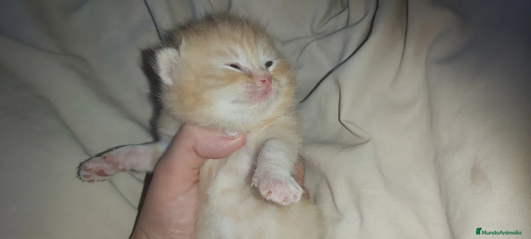 Británico de Pelo Corto gatos en venta: British shorthair gran calidad - Anuncio 2