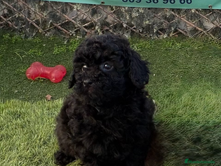 Caniche Toy perros CANICHE TOY, HEMBRAS EN COLOR NEGRO - Anuncio 1