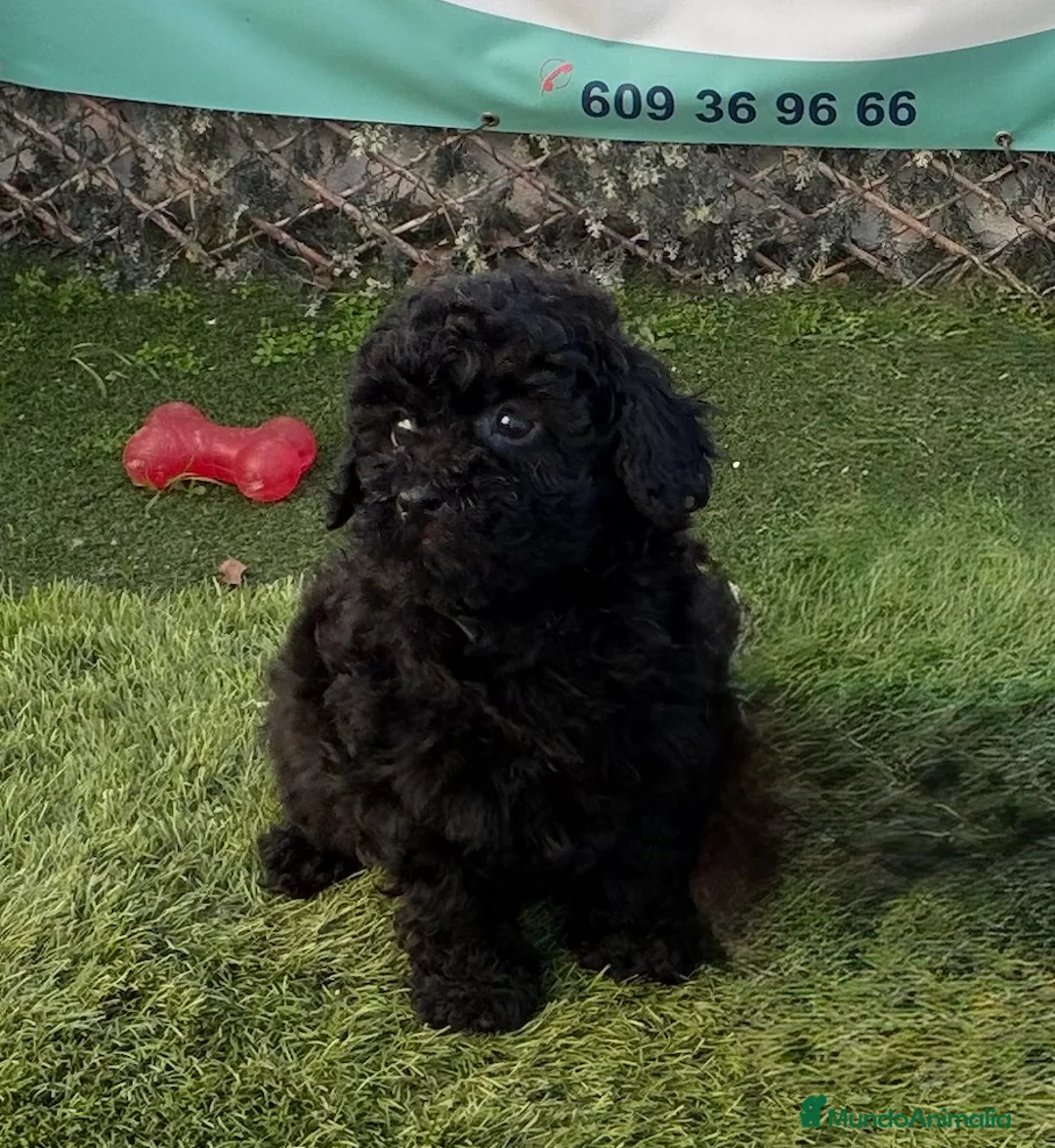Caniche Toy perros en venta: CANICHE TOY, HEMBRAS EN COLOR NEGRO - Anuncio 1