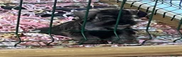 Schnauzer Miniatura perros en venta: Caraby Schnahuzer miniatura  en Alicante - Anuncio 11