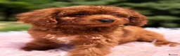 Cavapoo perros en venta: Cavapoo roja  - Anuncio 5