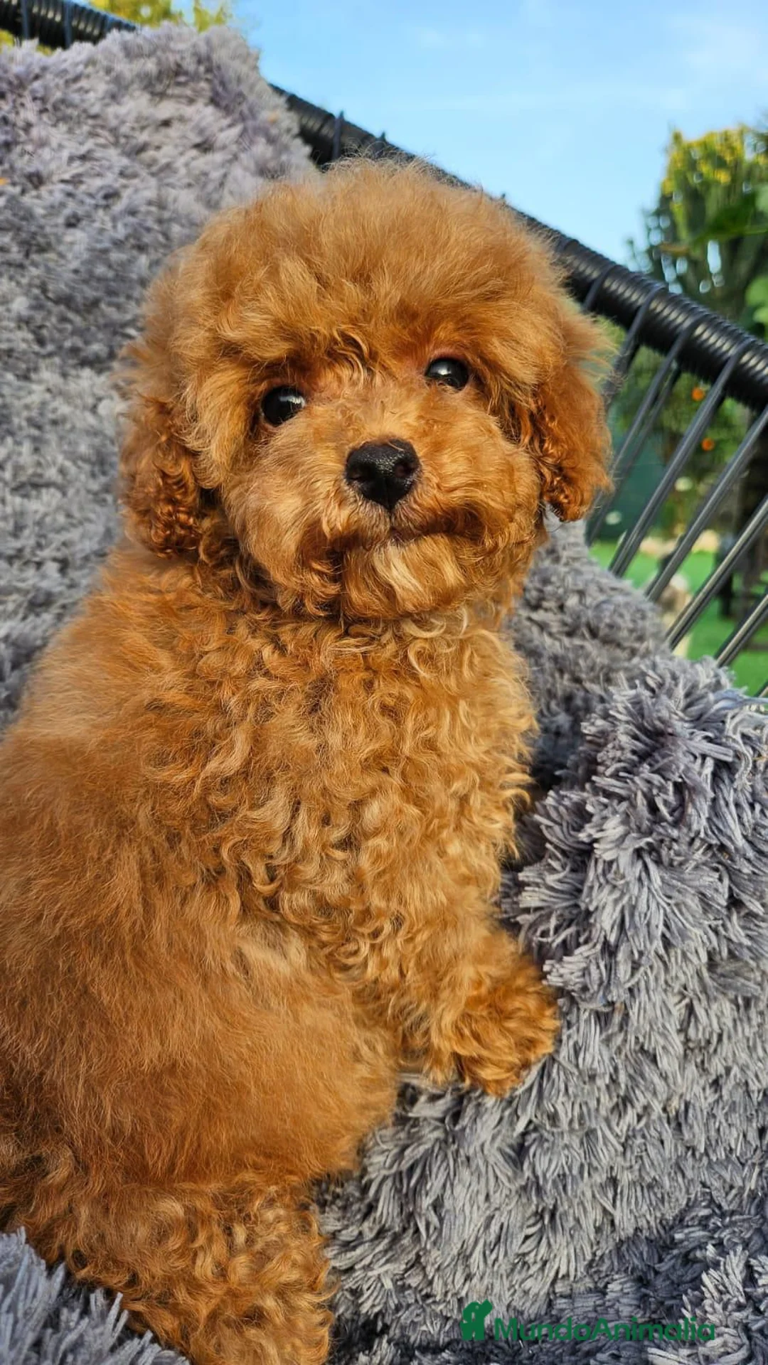 Caniche Toy perros en venta: CANICHE TOY DIMINUTOS en Málaga - Anuncio 6