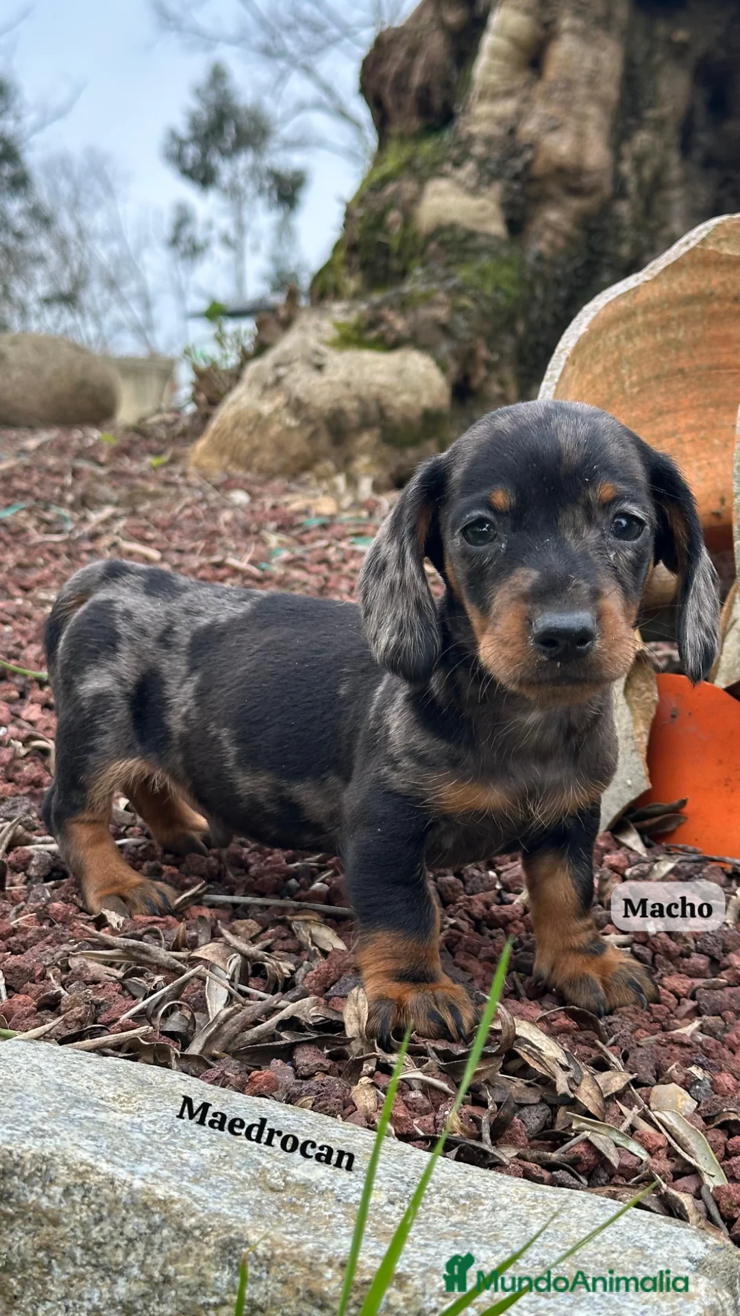 Teckel Miniatura perros en venta: Teckel miniatura  - Anuncio 1