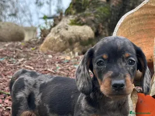 Teckel Miniatura perros Teckel miniatura - Anuncio 1