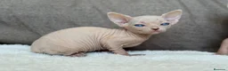 Sphynx gatos en venta: Sphynx pedigree - Anuncio 4