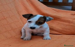 Jack Russell Terrier perros en venta: JACK RUSSEL MACHO - Imagen 2