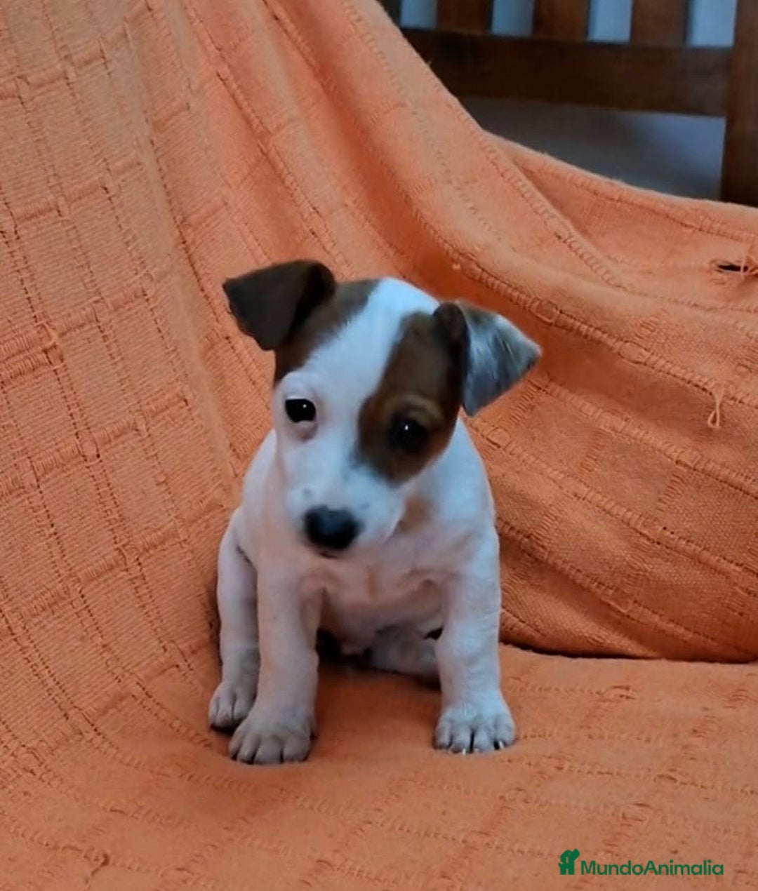 Jack Russell Terrier perros en venta: JACK RUSSEL MACHO - Imagen 2