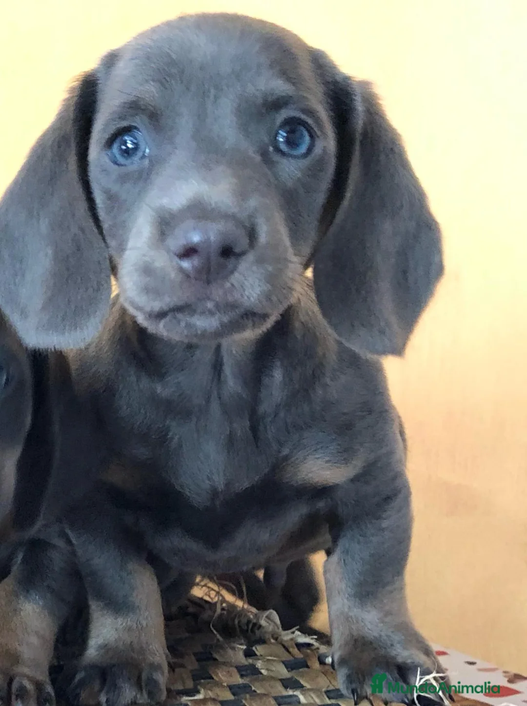 Teckel Miniatura perros en venta: Teckel mini blue - Anuncio 2