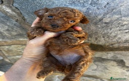 Caniche Toy perros en venta: Caniche micro toy  - Imagen 2