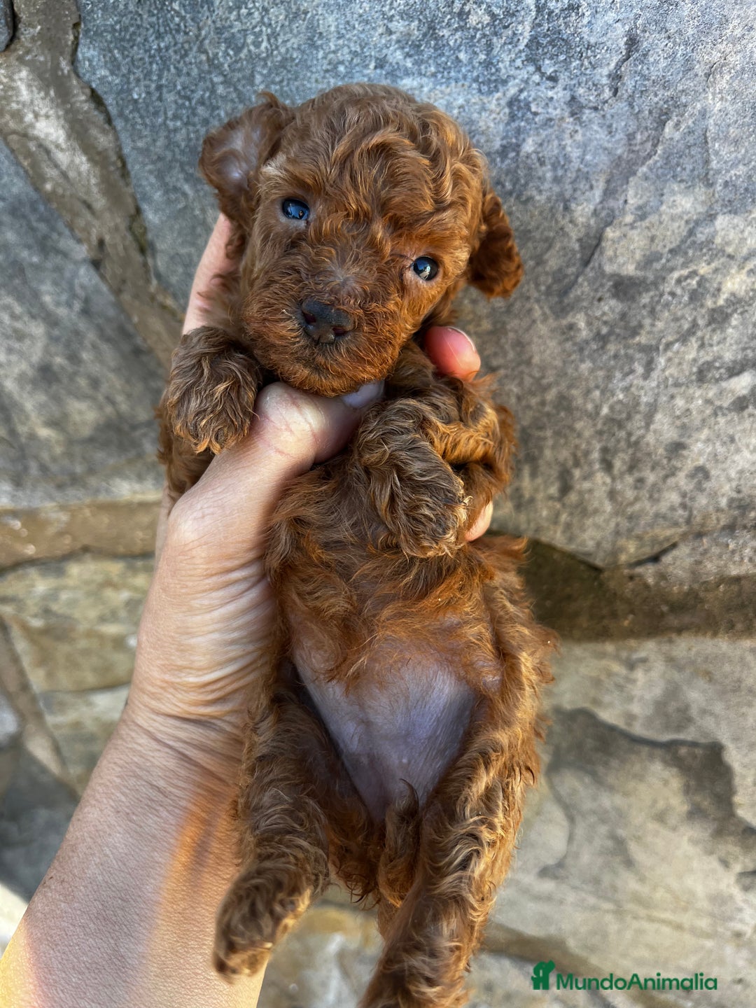 Caniche Toy perros en venta: Caniche micro toy  - Imagen 2