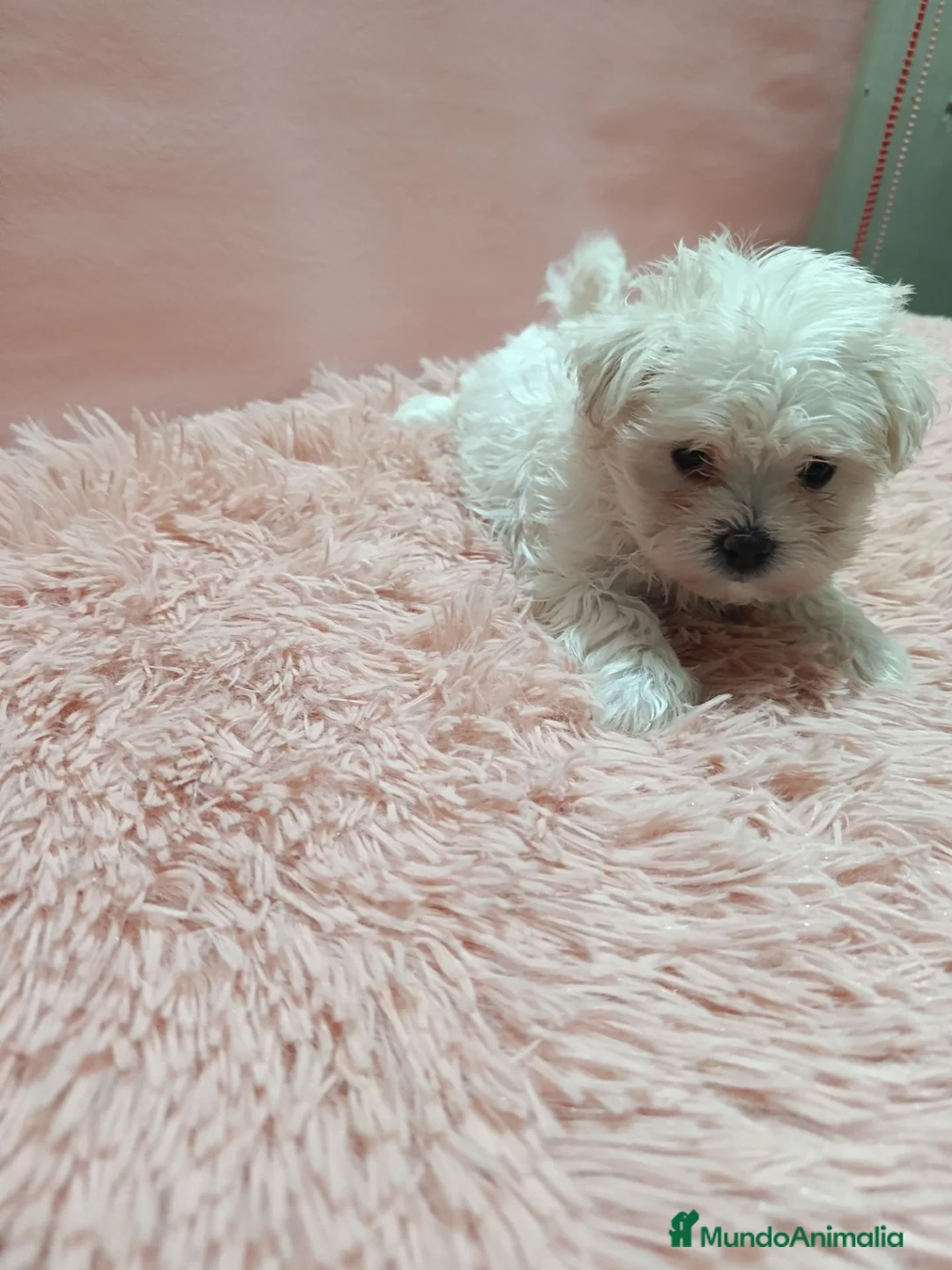 Bichón Maltés perros en venta: Camada de bichón maltes toy - Anuncio 8