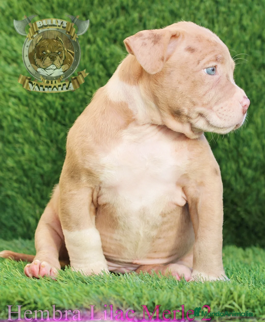 American Bully perros en venta: AMERICAN BULLY XL/XXL  622 41 47 93 - Anuncio 7