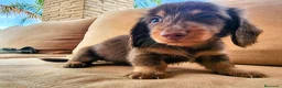 Teckel perros en venta: Tecke de pelo largo chocolate precio real - Anuncio 9