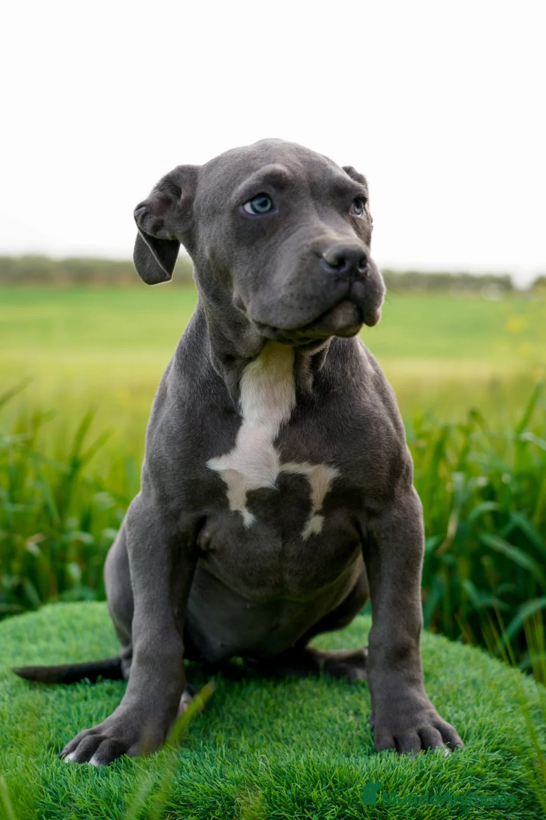 American Bully perros en venta: American Bully XL - Anuncio 11