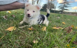 Border Collie perros en venta: Border collier  - Anuncio 3