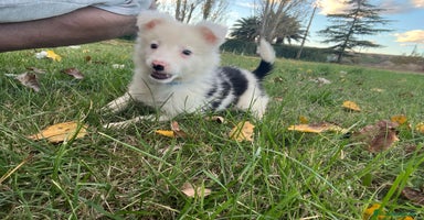 Border Collie perros Border collier  - Anuncio 3