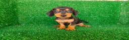 Teckel Miniatura perros en venta: teckel miniatura - Anuncio 7
