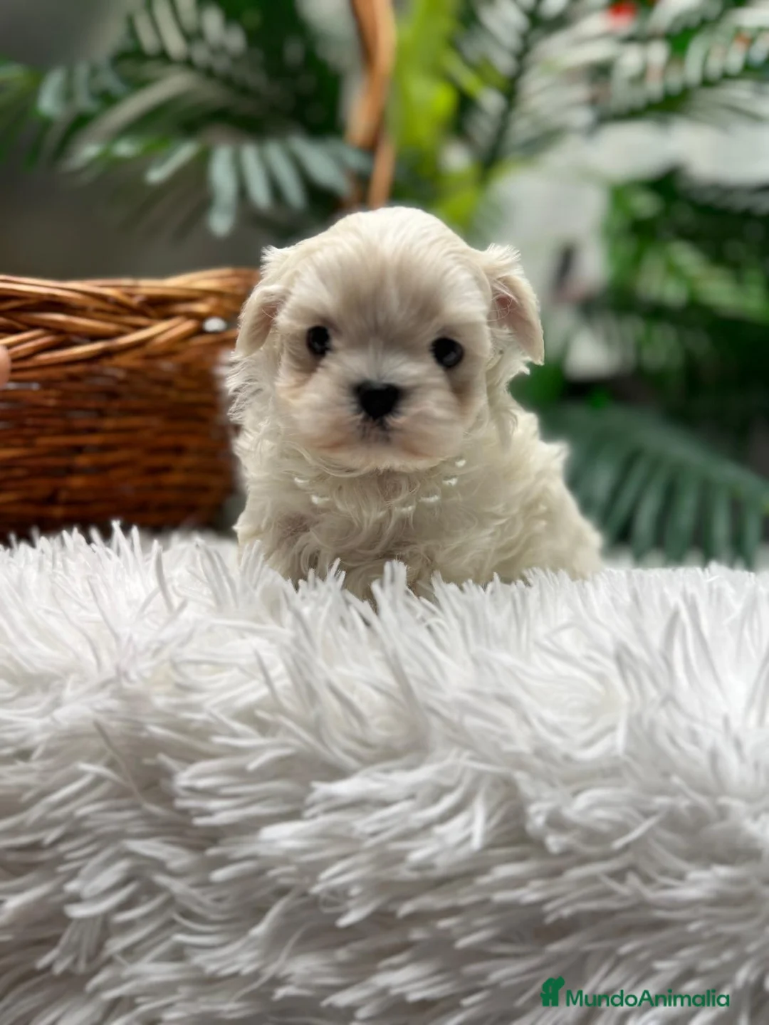 Bichón Maltés perros en venta: BICHON MALTES COREANO - Anuncio 5