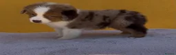 Pastor Miniatura Americano perros en venta: Cachorros de pastor americano merle  - Anuncio 1