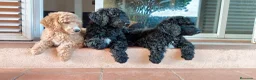 Caniche Gigante perros en venta: Caniche gigante - Anuncio 1