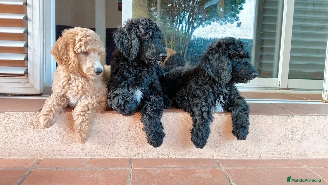 Caniche Gigante perros en venta: Caniche gigante - Anuncio 1