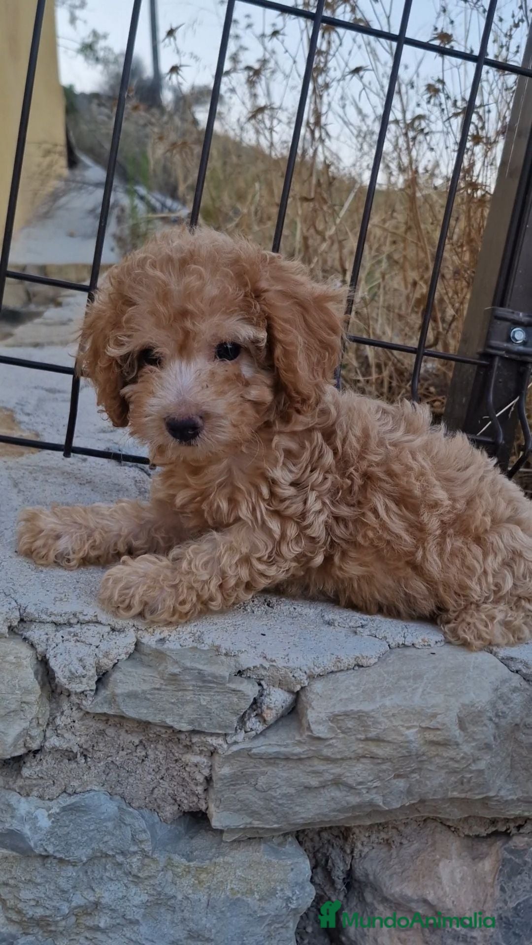 Caniche Toy perros Caniche toy - Anuncio 2