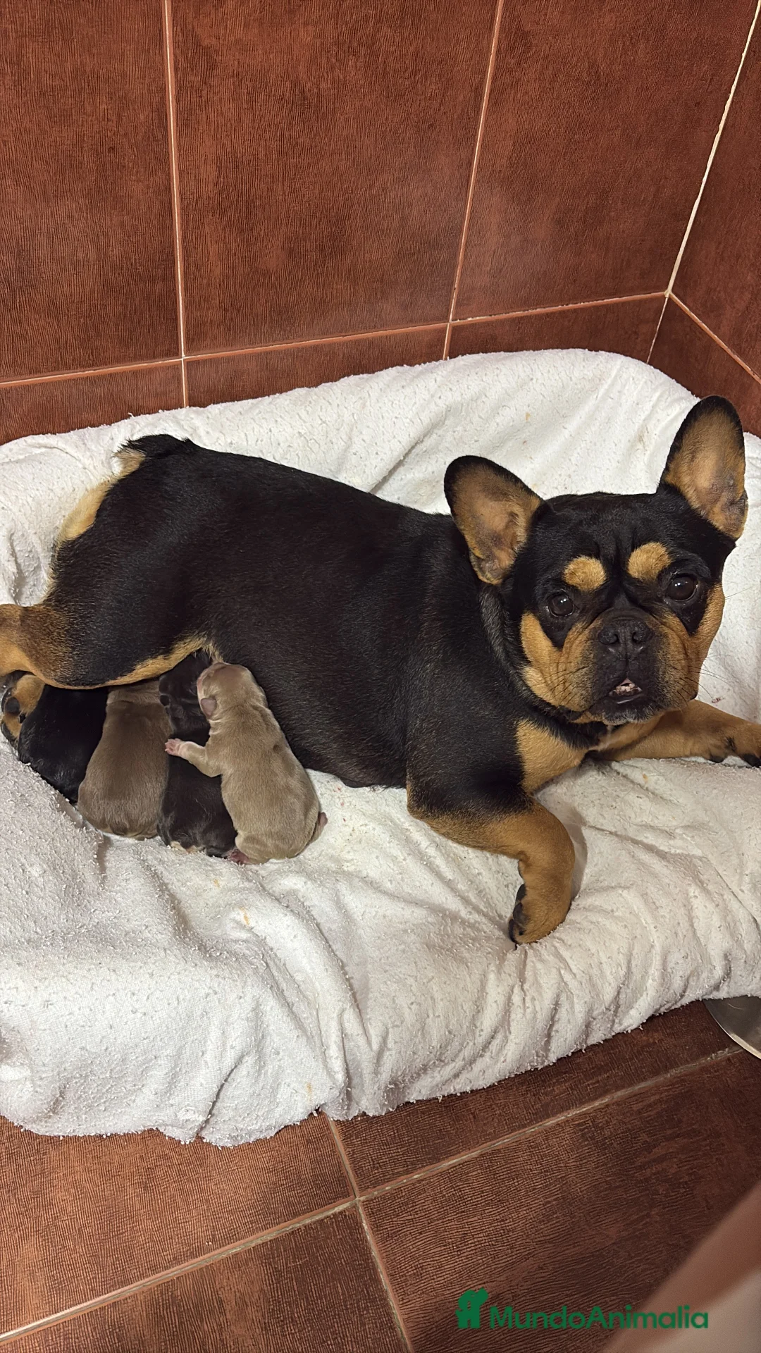 Bulldog Francés perros en venta: Bulldog francés exóticos  - Anuncio 2