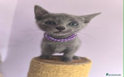 Azul Ruso gatos en venta: Azul ruso con pedigri  - Imagen 4