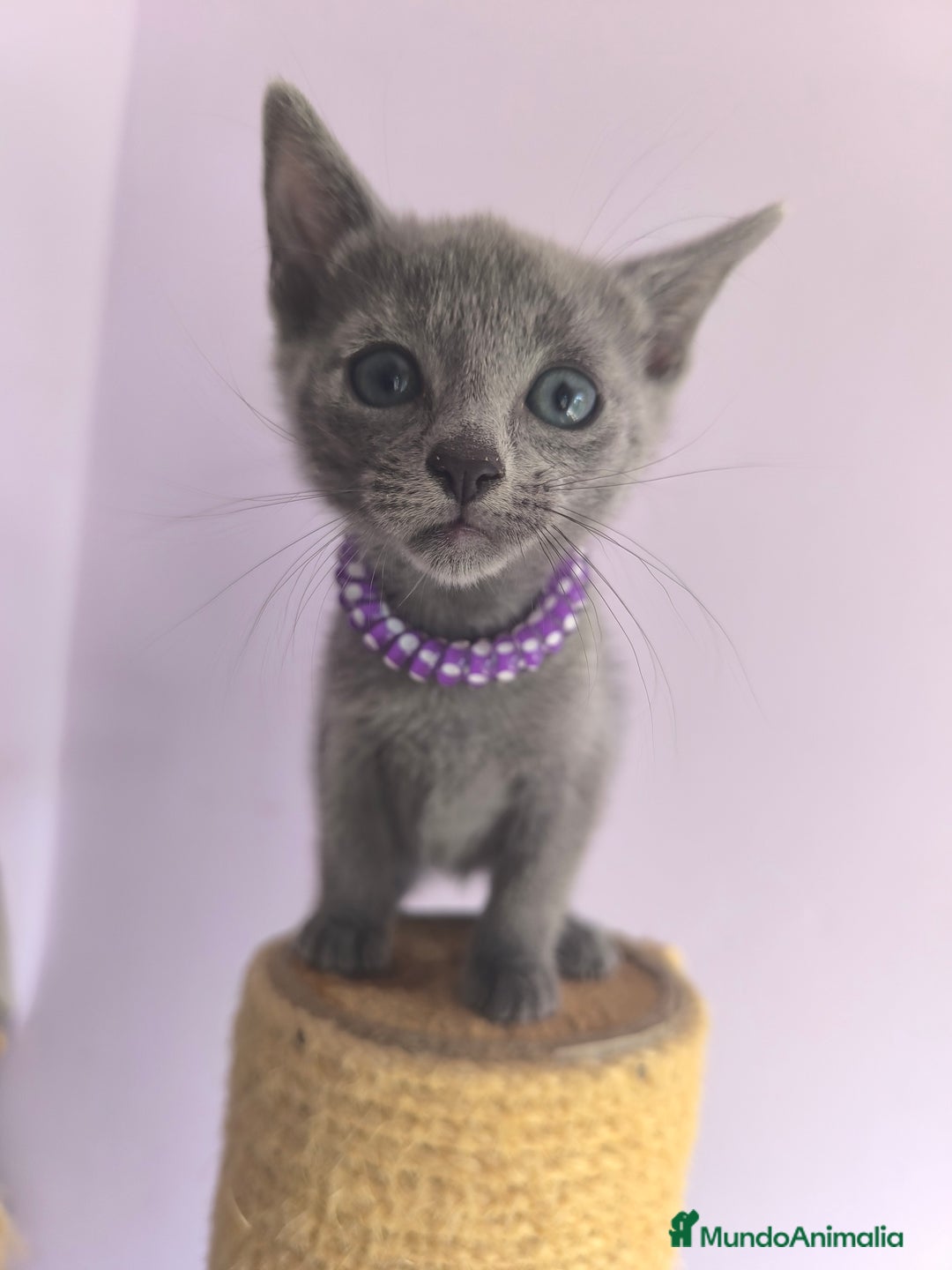 Azul Ruso gatos en venta: Azul ruso con pedigri  - Imagen 4