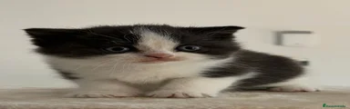 Británico de Pelo Corto Gatito 1