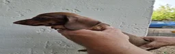 Teckel Miniatura perros en venta: TECKEL KANNINCHEN  - Anuncio 4