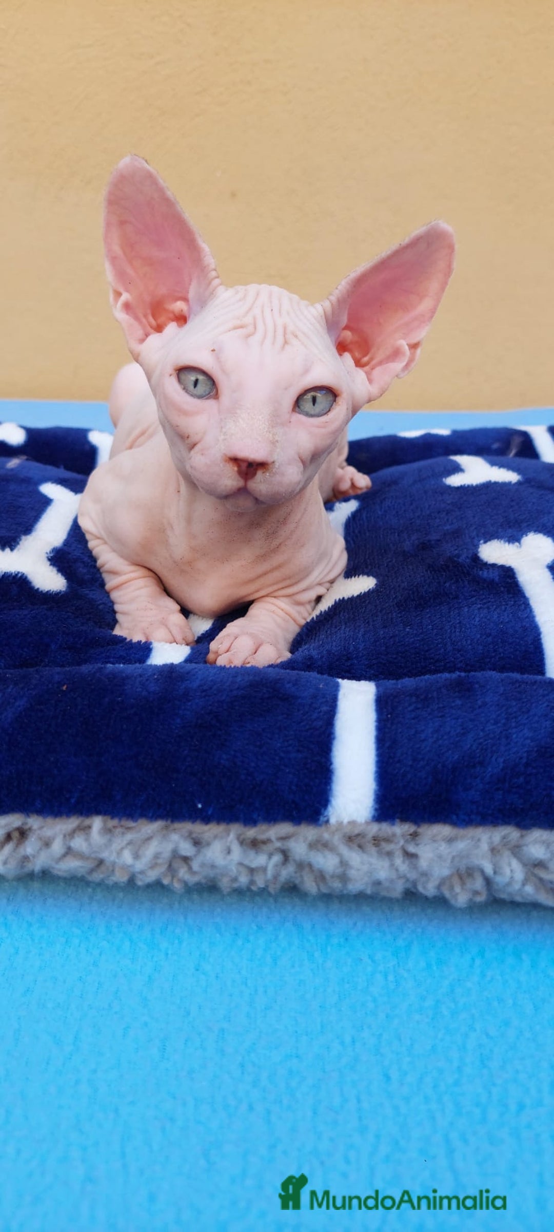 Sphynx gatos en venta: Preciosa hembrita ojos azules  - Imagen 7