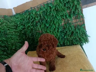 Caniche Toy perros PRECIOSOS CANICHE ROJO LINEA TOY - Anuncio 2