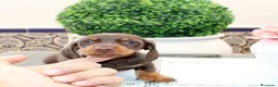 Teckel perros en venta: Teckel Kaninchen – Calidad, seriedad y seguimiento - Anuncio 3