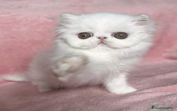Persa gatos en venta: Persas blancos - Imagen 7
