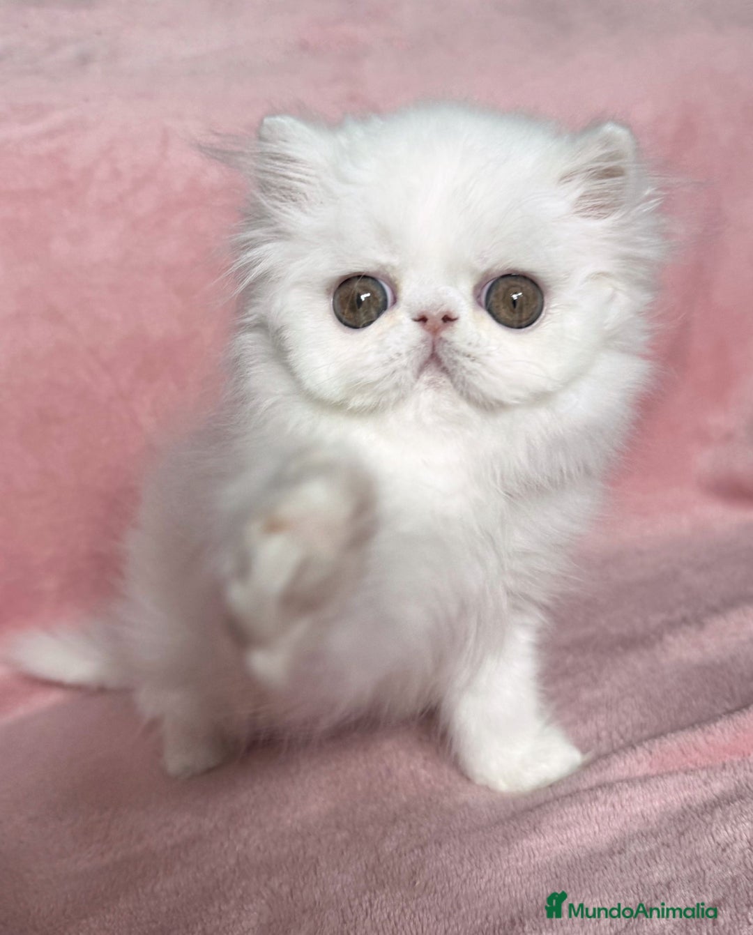 Persa gatos en venta: Persas blancos - Imagen 7