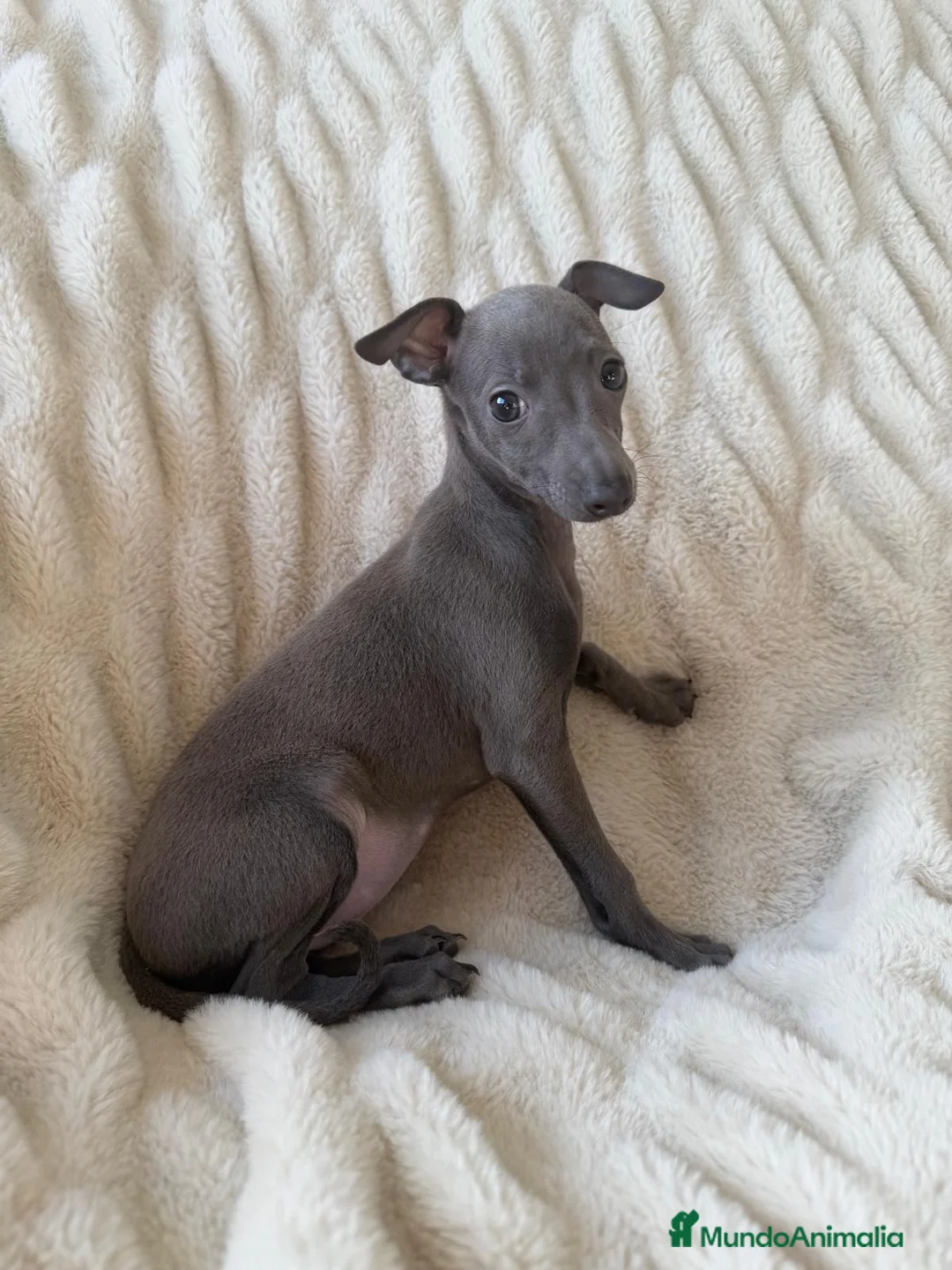 Pequeño Lebrel Italiano perros en venta: Piccolo - Galgo Italiano - Lebrel Italiano  - Anuncio 1