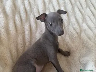 Pequeño Lebrel Italiano perros Piccolo - Galgo Italiano - Lebrel Italiano - Anuncio 2