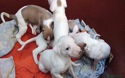 Whippet perros en venta: whippet córdoba  - Imagen 1