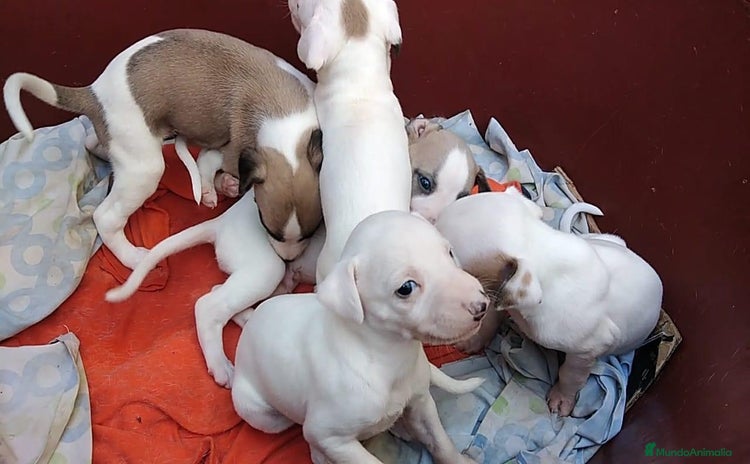 Whippet perros - Propaganda 4