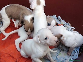 Whippet perros - Anuncio 1