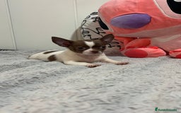 Chihuahua perros en venta: Chihuahua toy rusos - Imagen 1