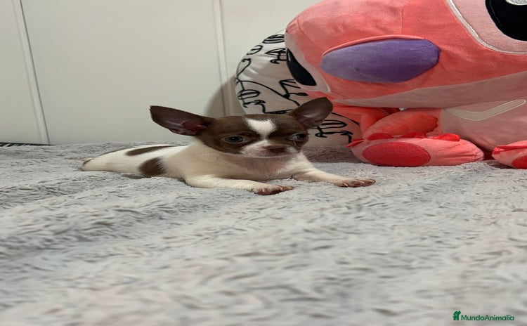 Chihuahua perros - Anuncio 2