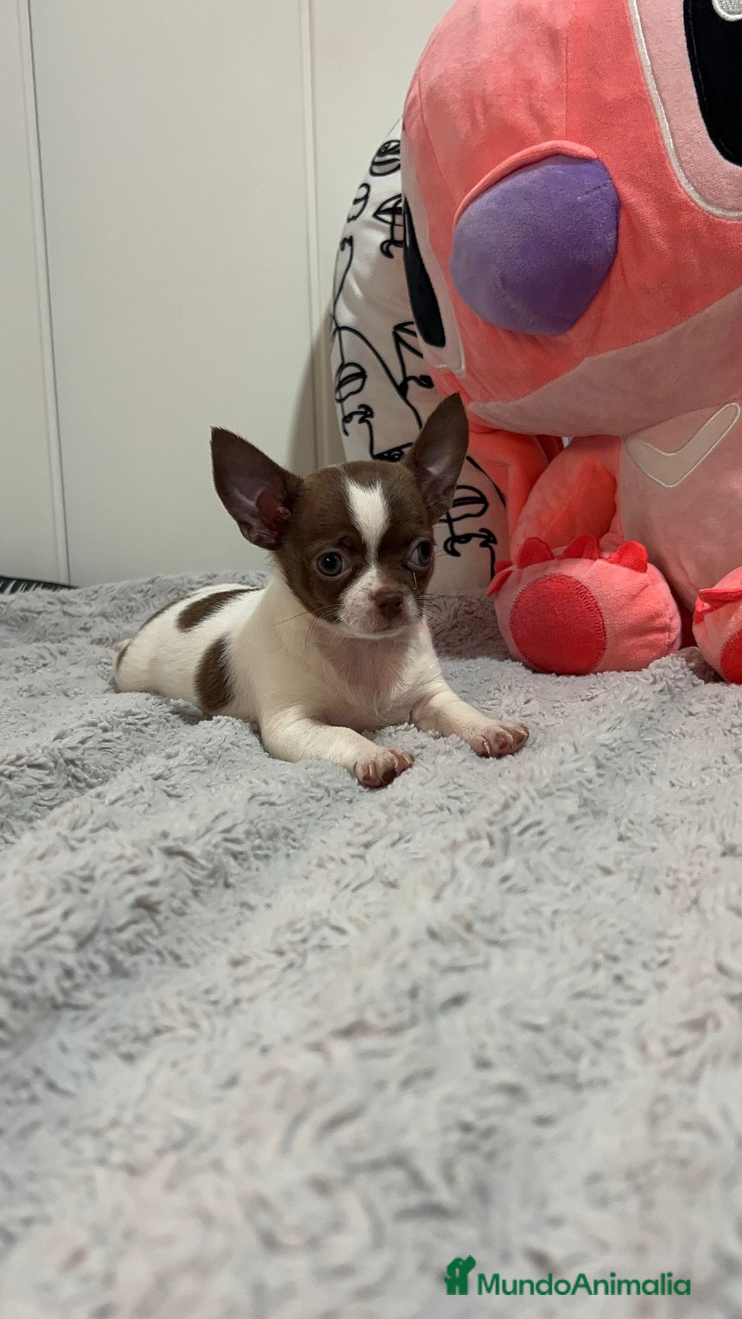 Chihuahua perros en venta: Chihuahua toy rusos - Imagen 1