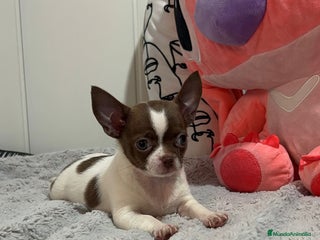 Chihuahua perros - Anuncio 10