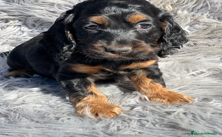 Cocker Spaniel Inglés perros - Anuncio 3