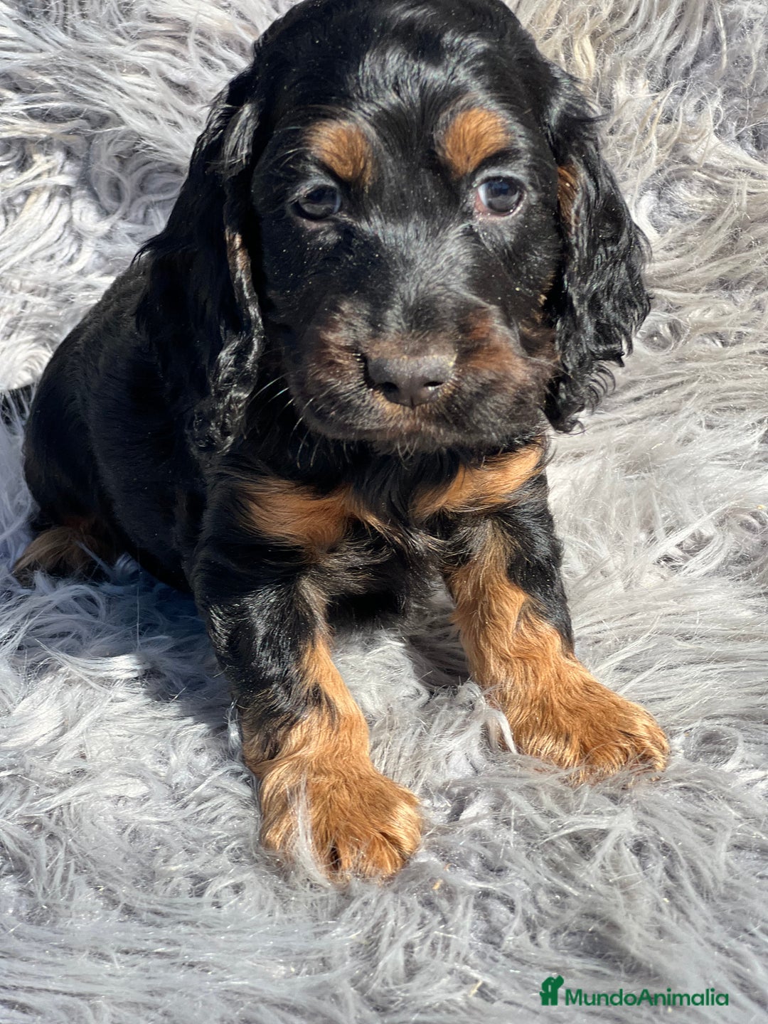 Cocker Spaniel Inglés perros en venta: Cocker inglés  - Imagen 1