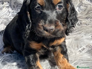 Cocker Spaniel Inglés perros - Anuncio 15